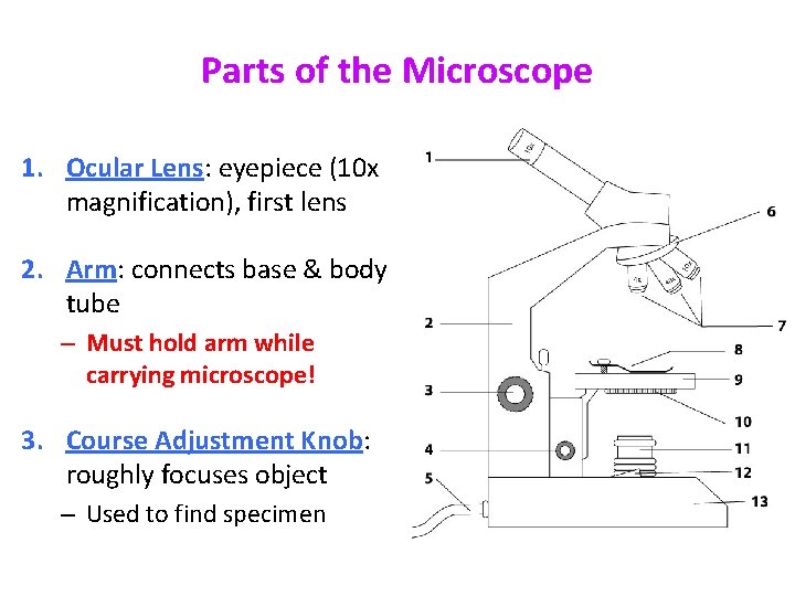 Parts of the Microscope 1. Ocular Lens: eyepiece (10 x magnification), first lens 2. Parts of the Microscope 1. Ocular Lens: eyepiece (10 x magnification), first lens 2.