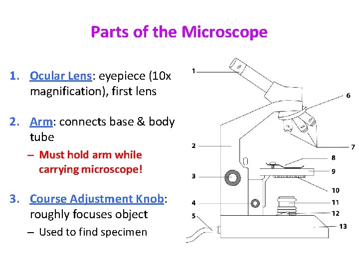 Parts of the Microscope 1. Ocular Lens: eyepiece (10 x magnification), first lens 2.