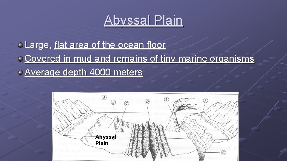 Abyssal Plain Large, flat area of the ocean floor Covered in mud and remains