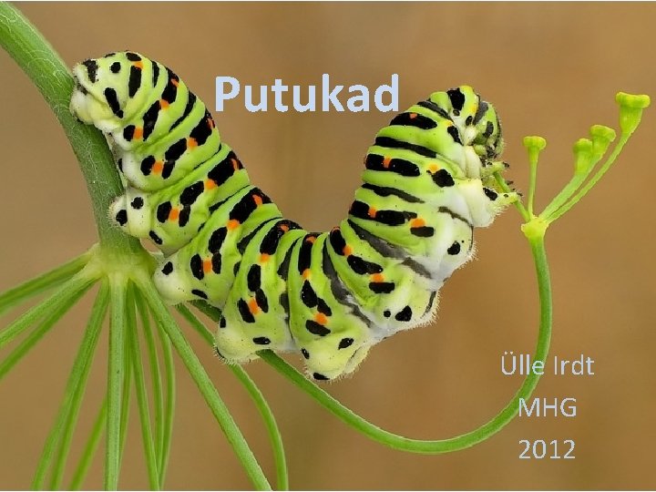 Putukad Ülle Irdt MHG 2012 