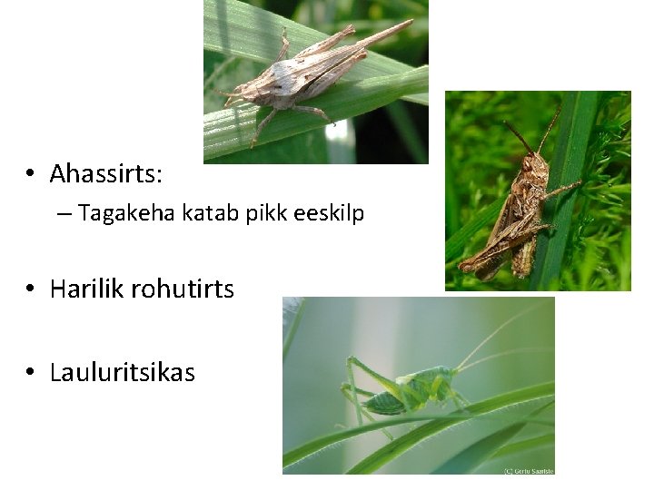  • Ahassirts: – Tagakeha katab pikk eeskilp • Harilik rohutirts • Lauluritsikas 