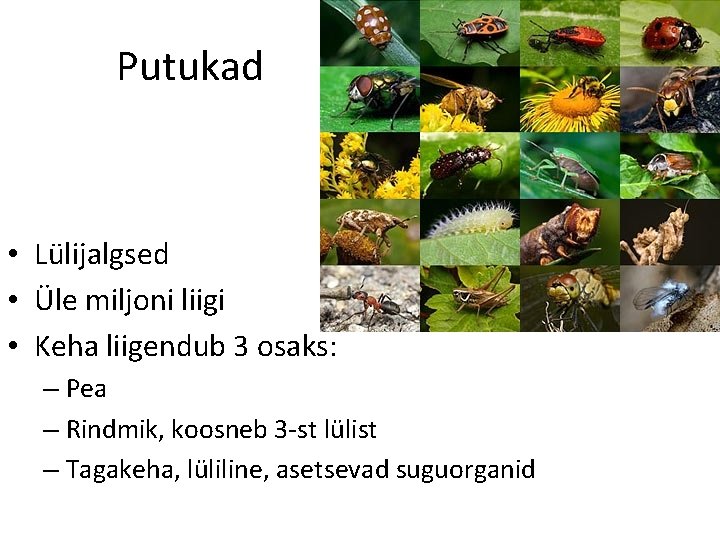 Putukad • Lülijalgsed • Üle miljoni liigi • Keha liigendub 3 osaks: – Pea