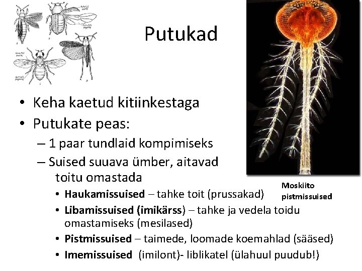 Putukad • Keha kaetud kitiinkestaga • Putukate peas: – 1 paar tundlaid kompimiseks –