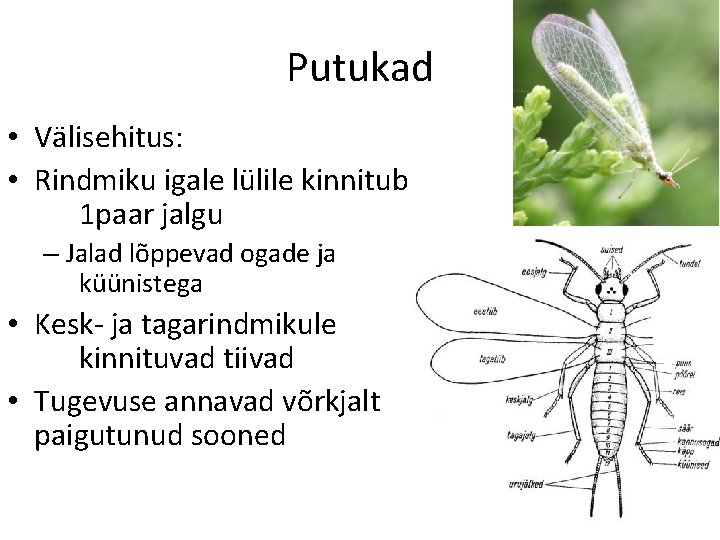 Putukad • Välisehitus: • Rindmiku igale lülile kinnitub 1 paar jalgu – Jalad lõppevad