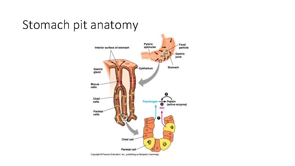 Stomach pit anatomy 