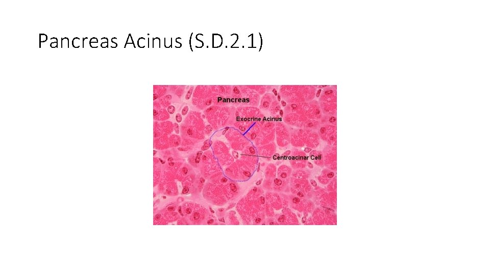 Pancreas Acinus (S. D. 2. 1) 
