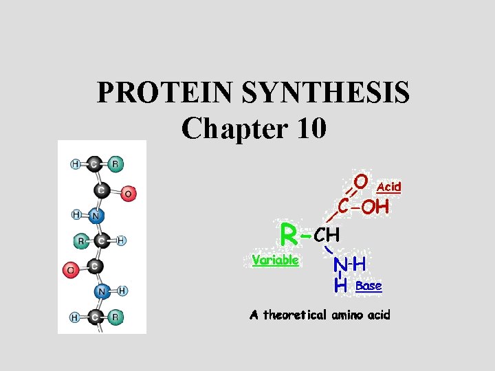 PROTEIN SYNTHESIS Chapter 10 