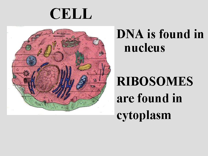 CELL DNA is found in nucleus RIBOSOMES are found in cytoplasm 