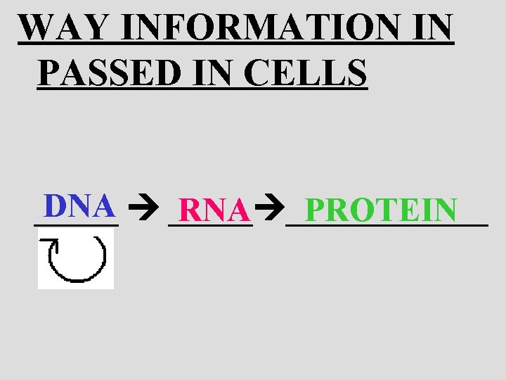 WAY INFORMATION IN PASSED IN CELLS DNA ____________ RNA PROTEIN 