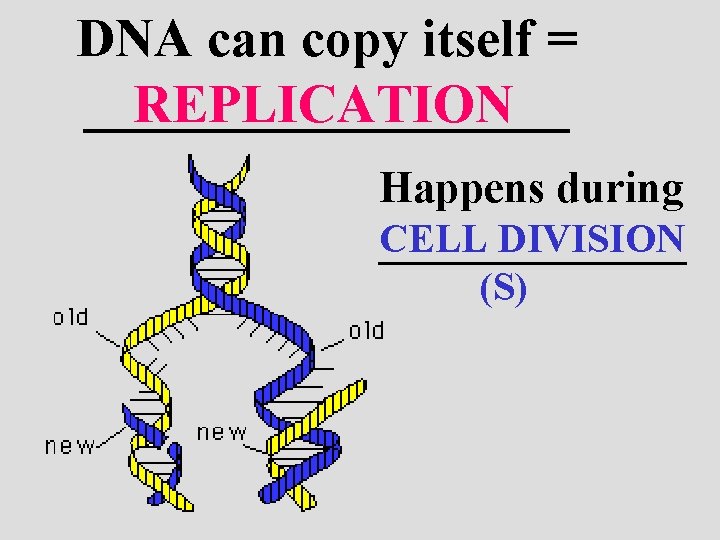 DNA can copy itself = _________ REPLICATION Happens during CELL DIVISION _______ (S) 