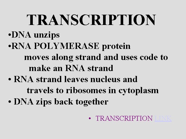 TRANSCRIPTION • DNA unzips • RNA POLYMERASE protein moves along strand uses code to