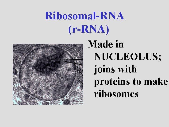 Ribosomal-RNA (r-RNA) Made in NUCLEOLUS; joins with proteins to make ribosomes 
