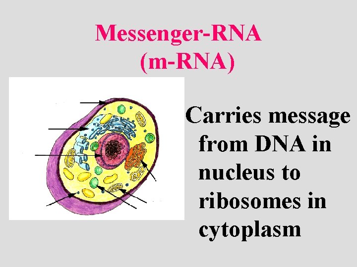 Messenger-RNA (m-RNA) Carries message from DNA in nucleus to ribosomes in cytoplasm 