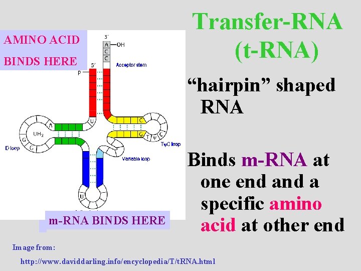 AMINO ACID BINDS HERE Transfer-RNA (t-RNA) “hairpin” shaped RNA m-RNA BINDS HERE Binds m-RNA