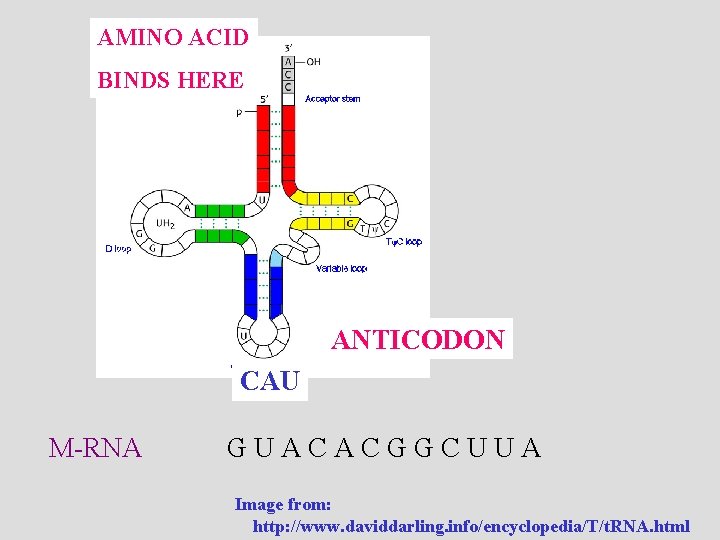 AMINO ACID BINDS HERE ANTICODON CAU M-RNA GUACACGGCUUA Image from: http: //www. daviddarling. info/encyclopedia/T/t.