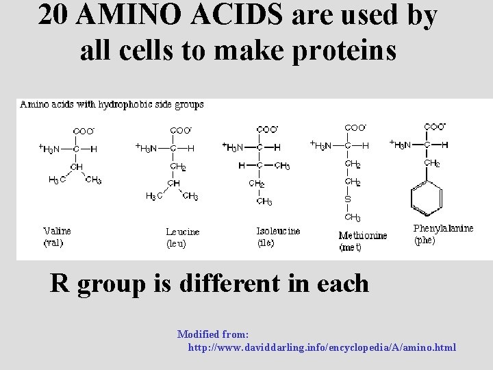20 AMINO ACIDS are used by all cells to make proteins R group is