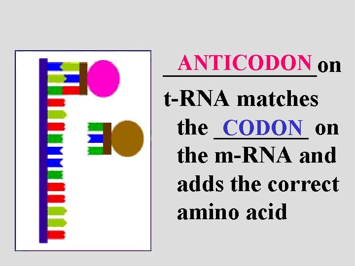 ANTICODON _______on t-RNA matches the ____ CODON on the m-RNA and adds the correct