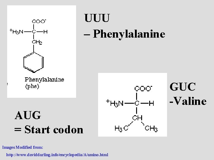 UUU – Phenylalanine GUC -Valine AUG = Start codon Images Modified from: http: //www.