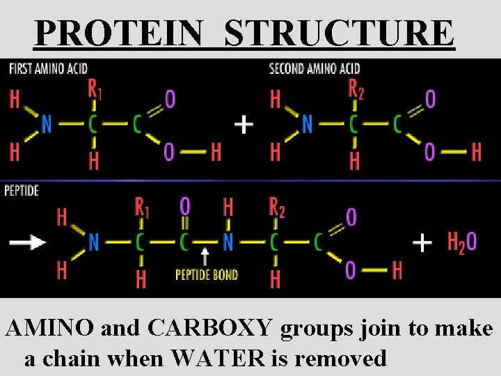 PROTEIN STRUCTURE AMINO and CARBOXY groups join to make a chain when WATER is