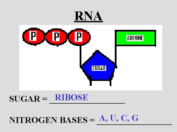 RNA RIBOSE SUGAR = _________ A, U, C, G NITROGEN BASES = _________ 