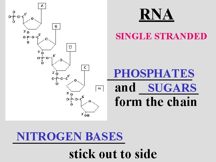 RNA SINGLE STRANDED U _______ PHOSPHATES and _____ SUGARS form the chain NITROGEN BASES