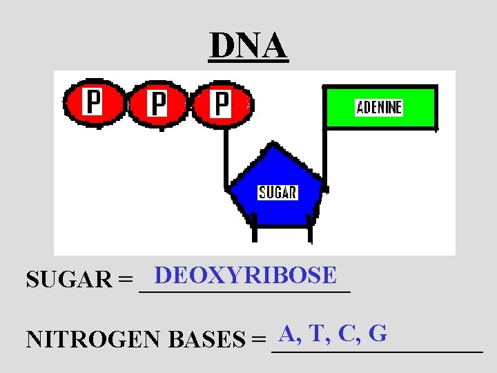 DNA DEOXYRIBOSE SUGAR = _________ A, T, C, G NITROGEN BASES = _________ 