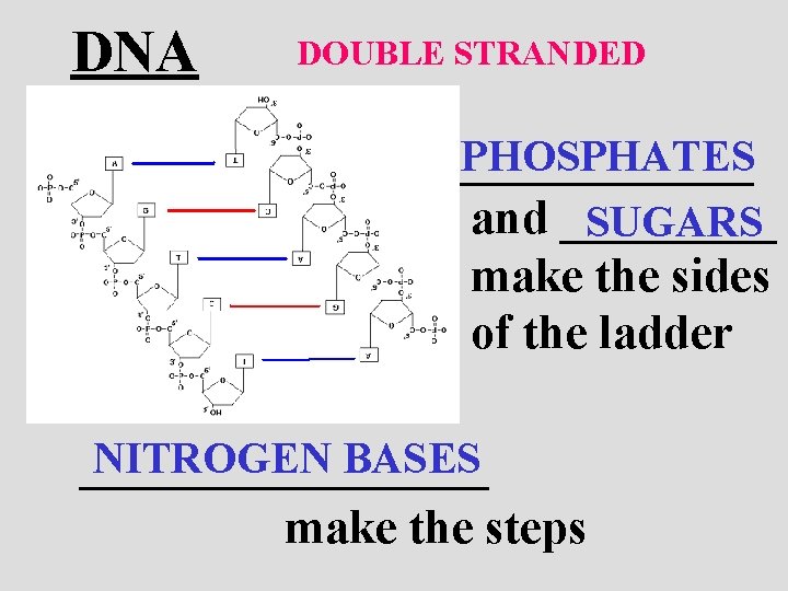 DNA DOUBLE STRANDED PHOSPHATES _______ and _____ SUGARS make the sides of the ladder