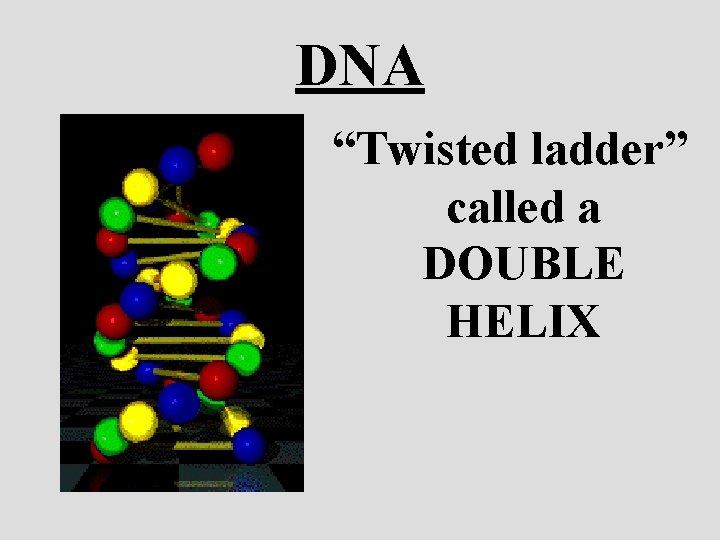 DNA “Twisted ladder” called a DOUBLE HELIX 