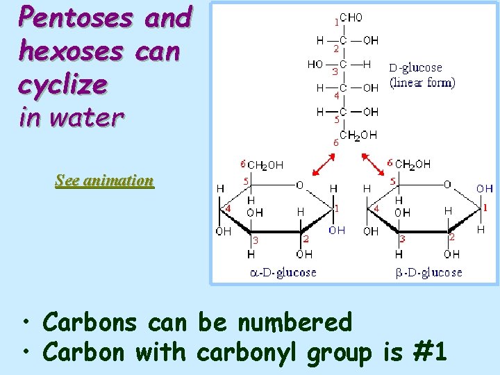 Pentoses and hexoses can cyclize in water See animation • Carbons can be numbered