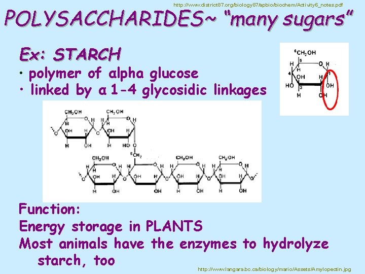 http: //www. district 87. org/biology 87/apbio/biochem/Activity 6_notes. pdf POLYSACCHARIDES~ “many sugars” Ex: STARCH •