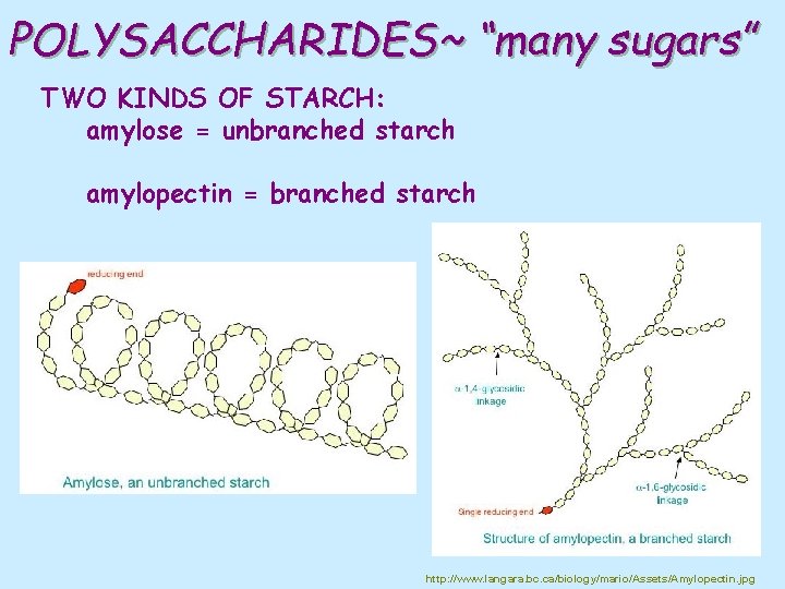 POLYSACCHARIDES~ “many sugars” TWO KINDS OF STARCH: amylose = unbranched starch amylopectin = branched