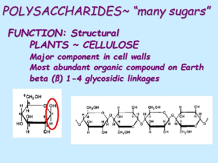 POLYSACCHARIDES~ “many sugars” FUNCTION: Structural PLANTS ~ CELLULOSE Major component in cell walls Most
