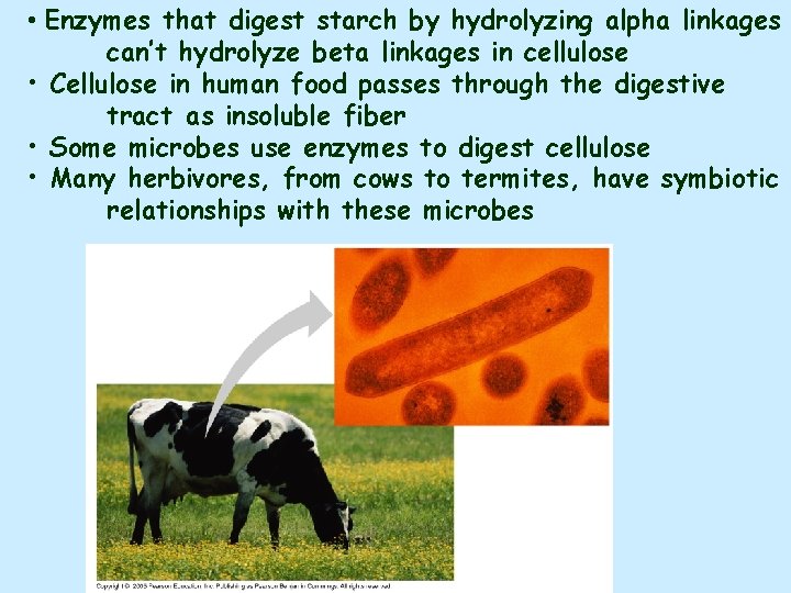  • Enzymes that digest starch by hydrolyzing alpha linkages can’t hydrolyze beta linkages