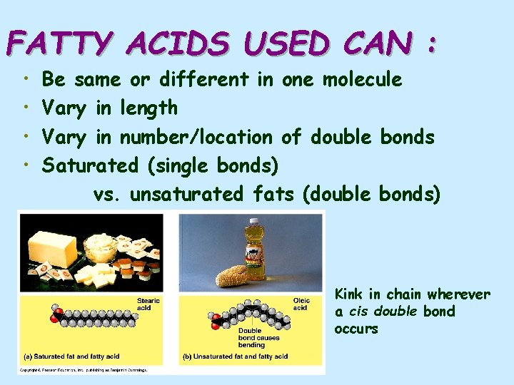 FATTY ACIDS USED CAN : • • Be same or different in one molecule