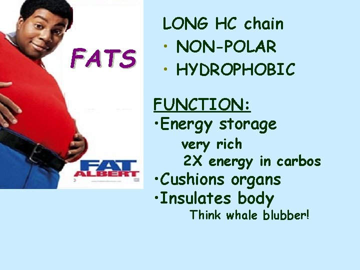 FATS LONG HC chain • NON-POLAR • HYDROPHOBIC FUNCTION: • Energy storage very rich