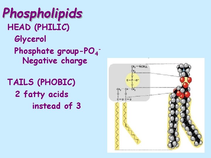 Phospholipids HEAD (PHILIC) Glycerol Phosphate group-PO 4 Negative charge TAILS (PHOBIC) 2 fatty acids