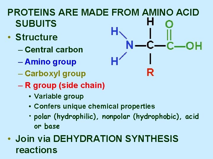 PROTEINS ARE MADE FROM AMINO ACID SUBUITS • Structure – Central carbon – Amino