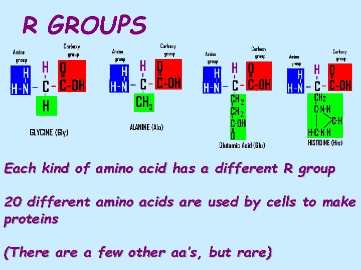 R GROUPS Each kind of amino acid has a different R group 20 different