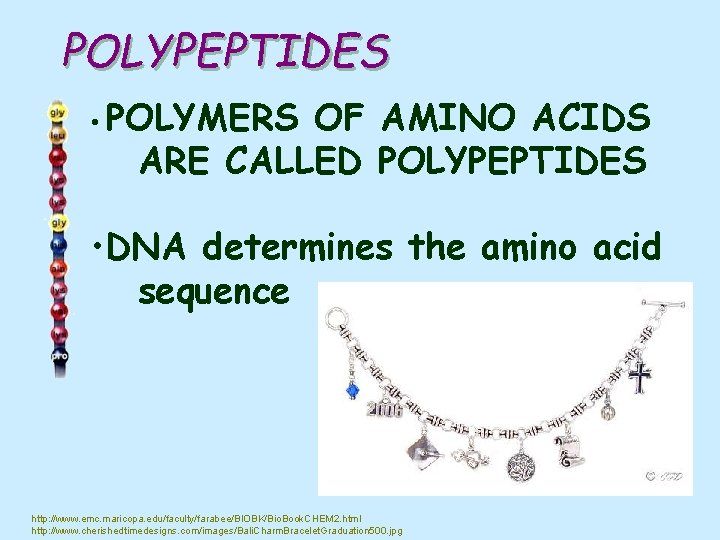 POLYPEPTIDES • POLYMERS OF AMINO ACIDS ARE CALLED POLYPEPTIDES • DNA determines the amino