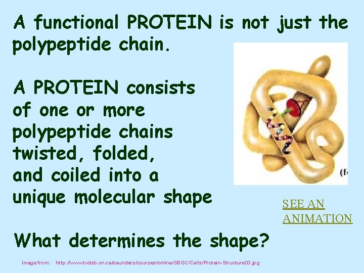 A functional PROTEIN is not just the polypeptide chain. A PROTEIN consists of one