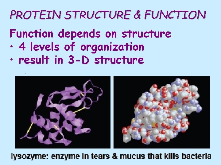 PROTEIN STRUCTURE & FUNCTION Function depends on structure • 4 levels of organization •