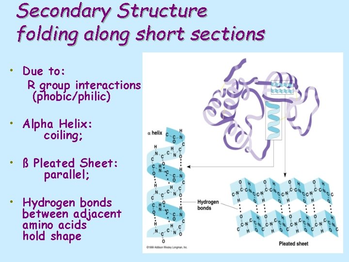 Secondary Structure folding along short sections • Due to: R group interactions (phobic/philic) •