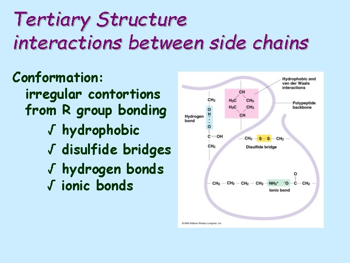 Tertiary Structure interactions between side chains Conformation: irregular contortions from R group bonding √