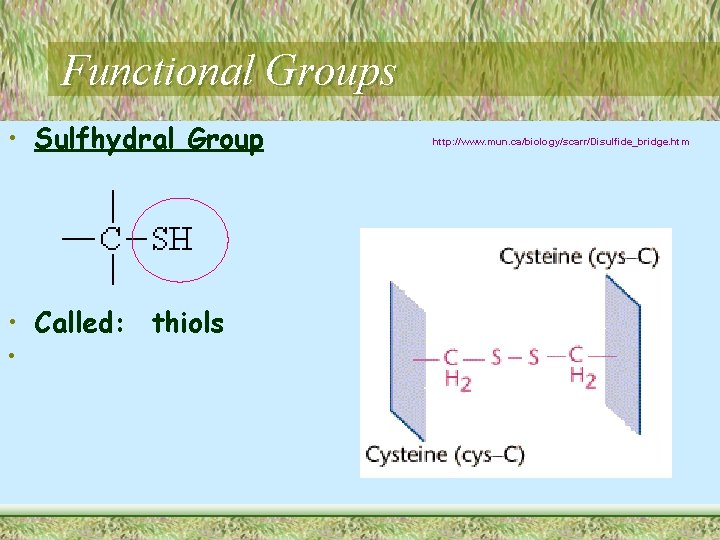 Functional Groups • Sulfhydral Group • Called: thiols • http: //www. mun. ca/biology/scarr/Disulfide_bridge. htm