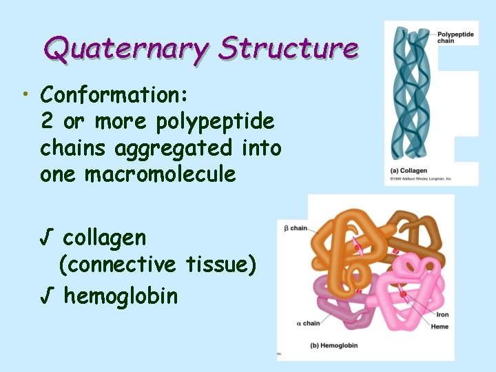 Quaternary Structure • Conformation: 2 or more polypeptide chains aggregated into one macromolecule √