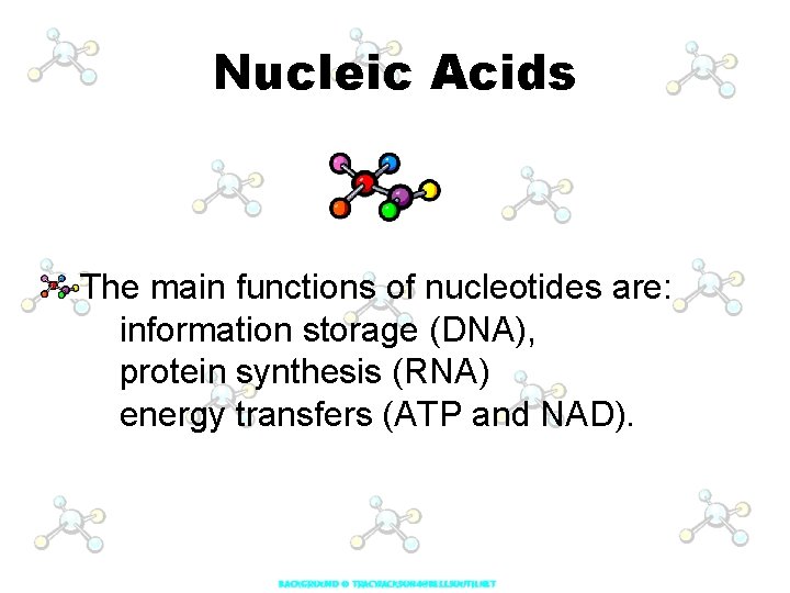 Nucleic Acids The main functions of nucleotides are: information storage (DNA), protein synthesis (RNA)