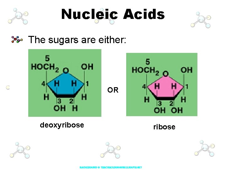 Nucleic Acids The sugars are either: OR deoxyribose 