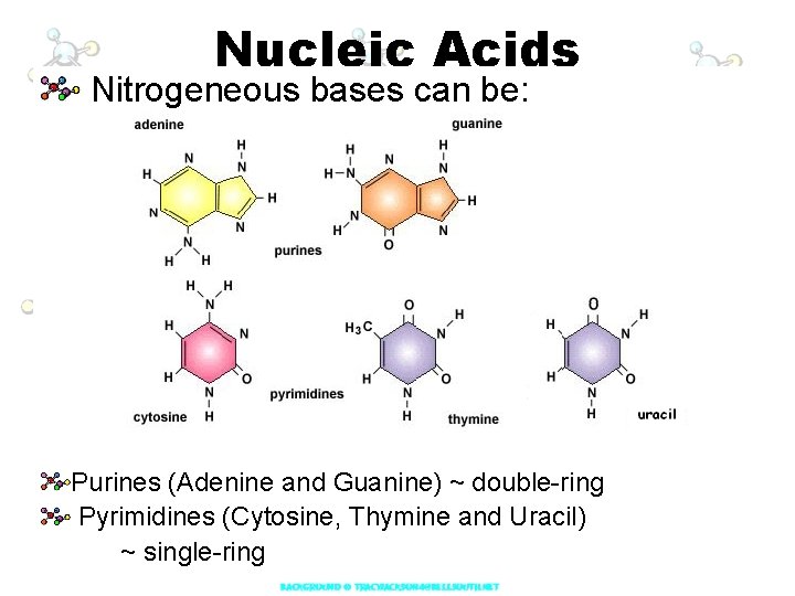 Nucleic Acids Nitrogeneous bases can be: Purines (Adenine and Guanine) ~ double-ring Pyrimidines (Cytosine,