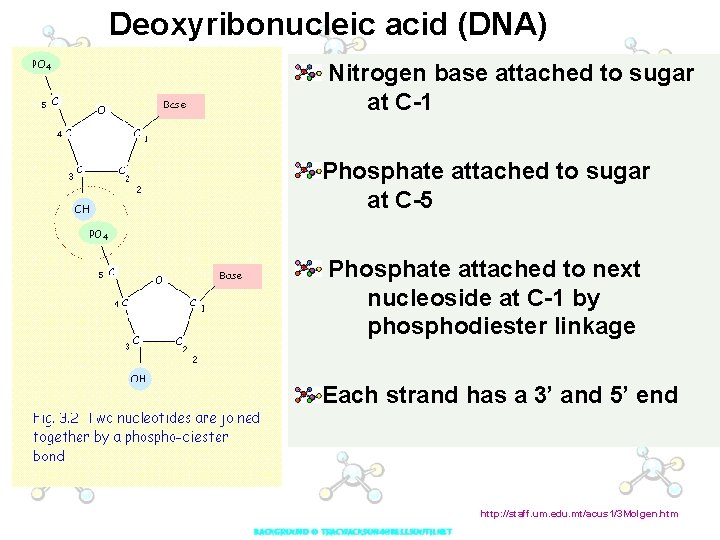 Deoxyribonucleic acid (DNA) Nitrogen base attached to sugar at C-1 Phosphate attached to sugar