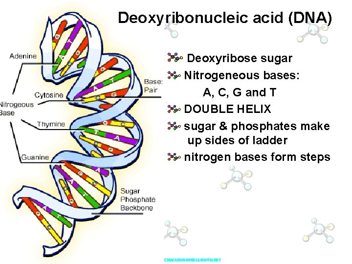 Deoxyribonucleic acid (DNA) Deoxyribose sugar Nitrogeneous bases: A, C, G and T DOUBLE HELIX